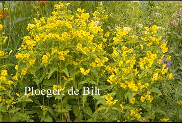 Lysimachia ciliata