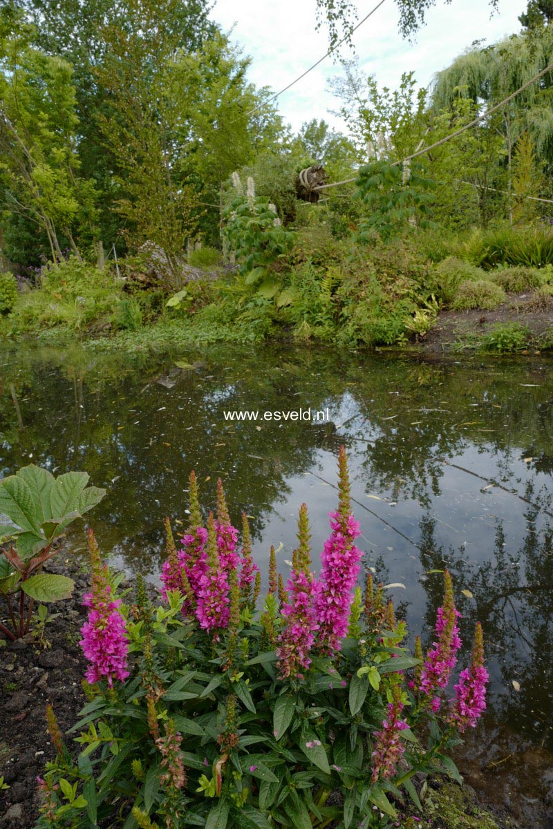 Lythrum salicaria 'Robin'