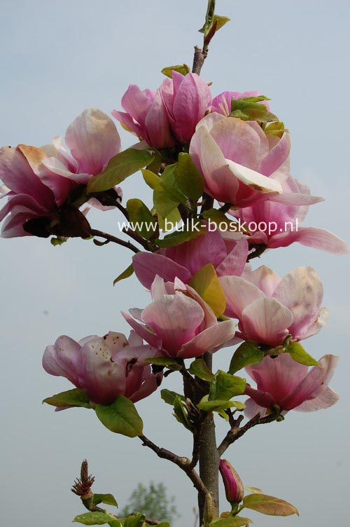 Magnolia 'Advance'