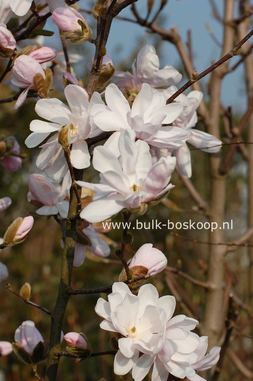 Magnolia 'Alixeed'