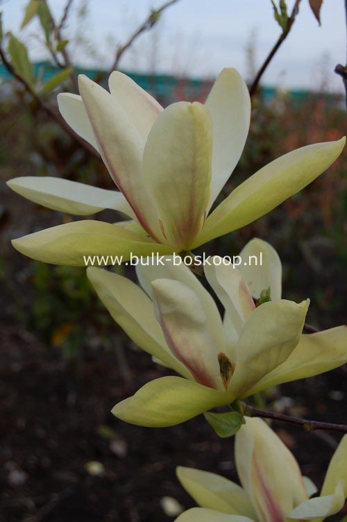 Magnolia 'Banana Split'