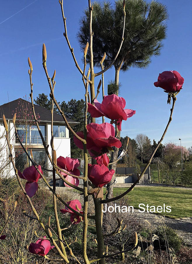 Magnolia 'Felix Jury'