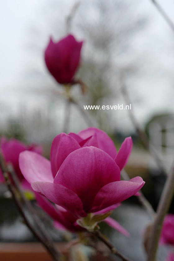 Magnolia 'Ian's Red'