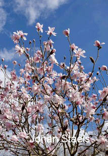 Magnolia 'Pink Beauty'