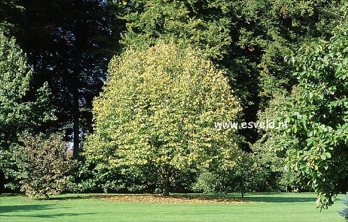 Magnolia 'Purple Breeze'