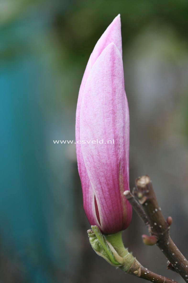 Magnolia 'Red Lucky'
