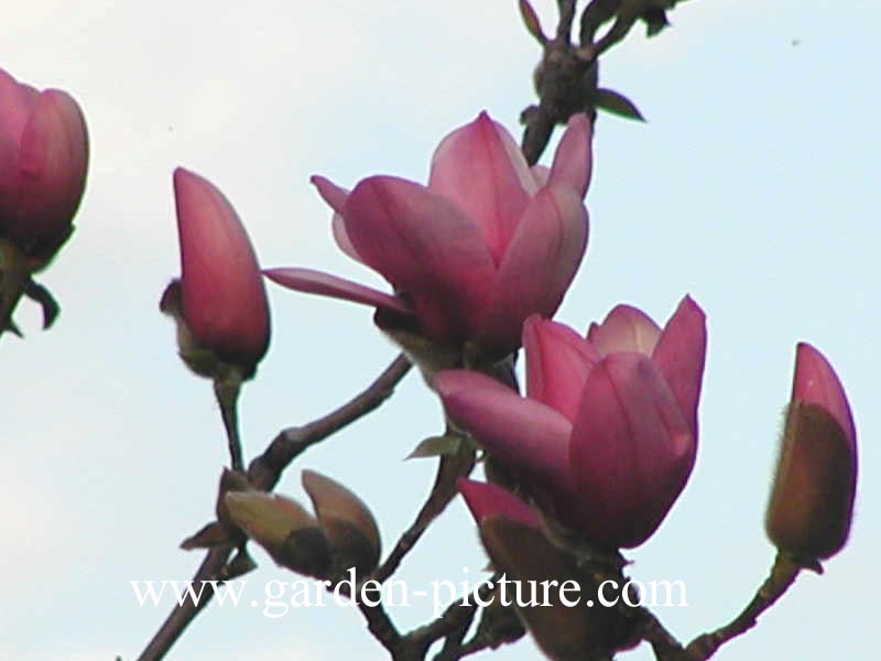Magnolia 'Serene'