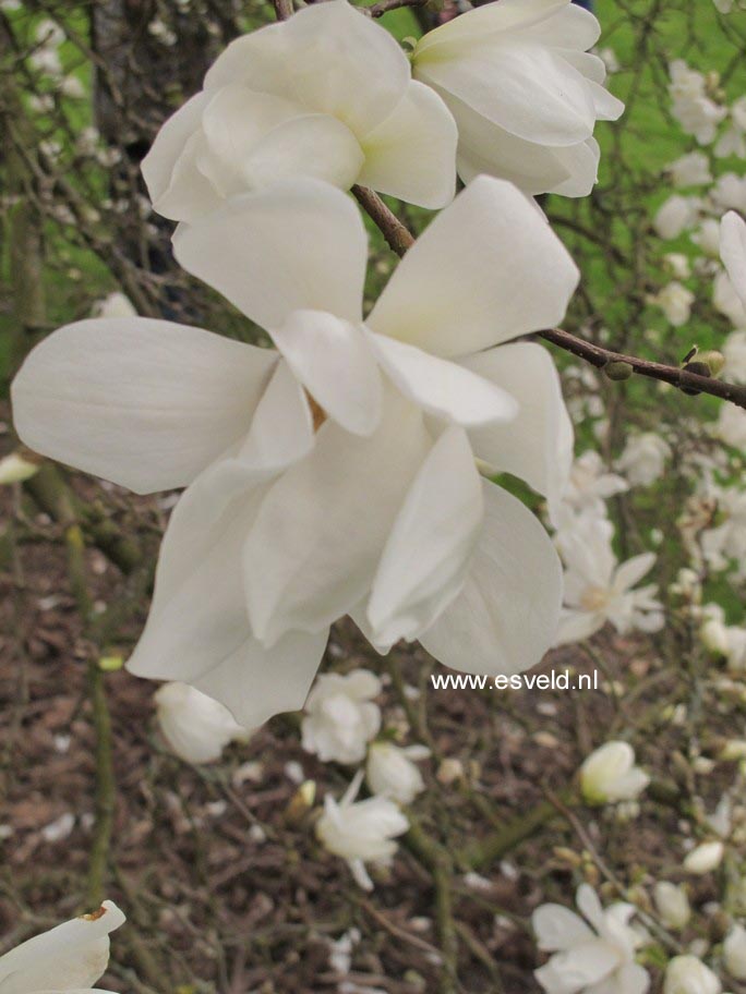 Magnolia 'Spring Snow'