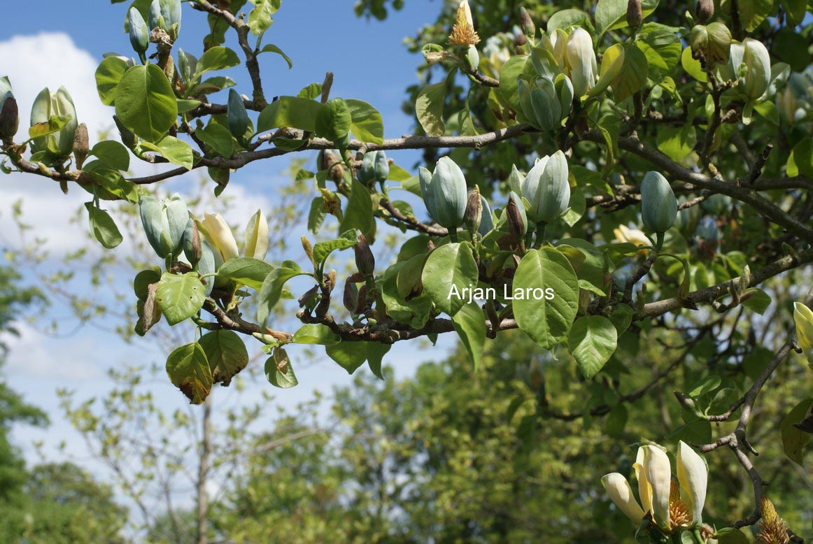 Magnolia acuminata 'Seiju'