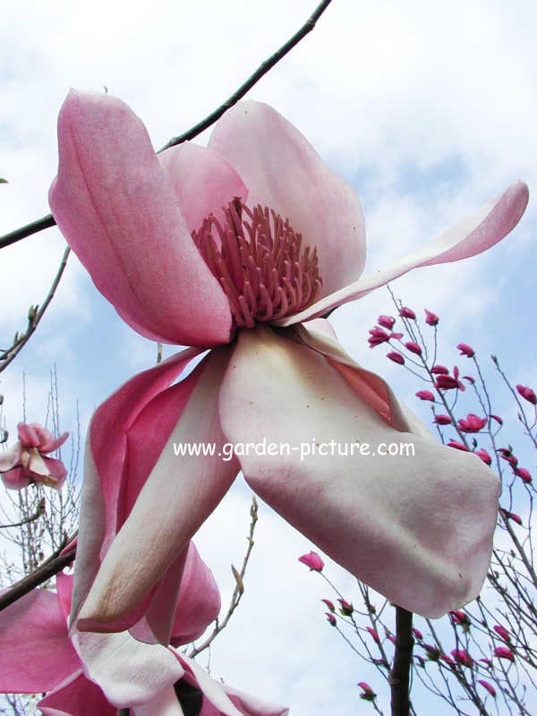 Magnolia campbellii 'Charles Raffill'
