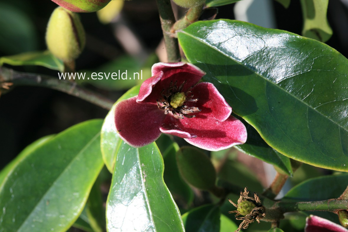 Magnolia figo 'Purple Queen'