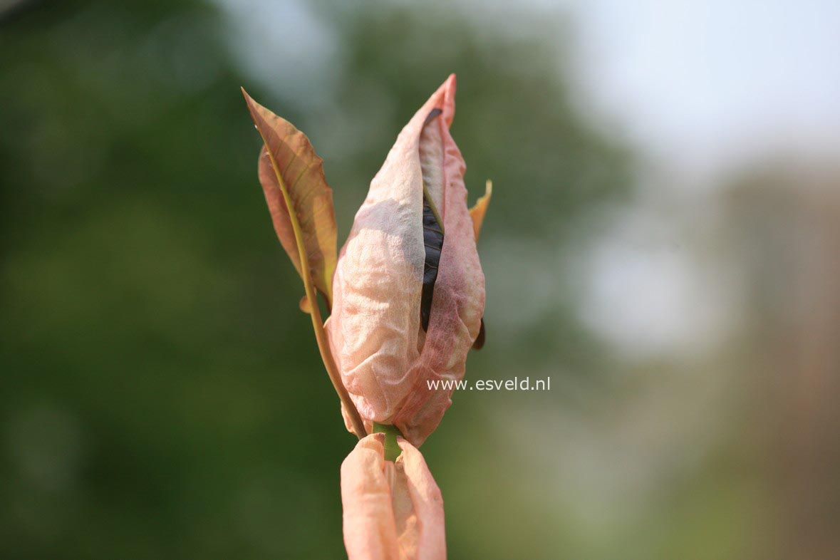 Magnolia fraseri