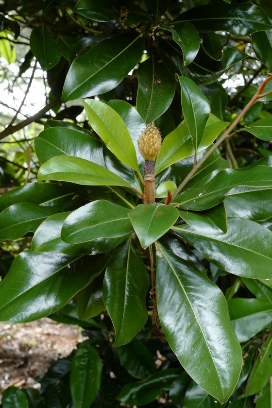 Magnolia grandiflora 'Bracken's Brown Beauty'