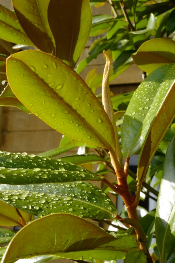 Magnolia grandiflora