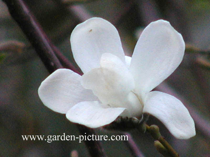 Magnolia kobus borealis