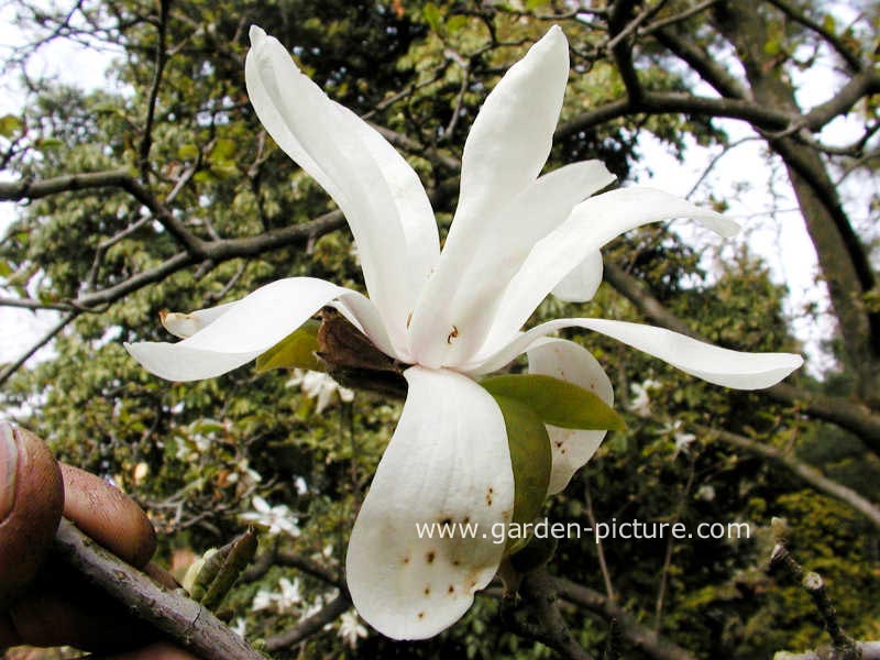 Magnolia loebneri