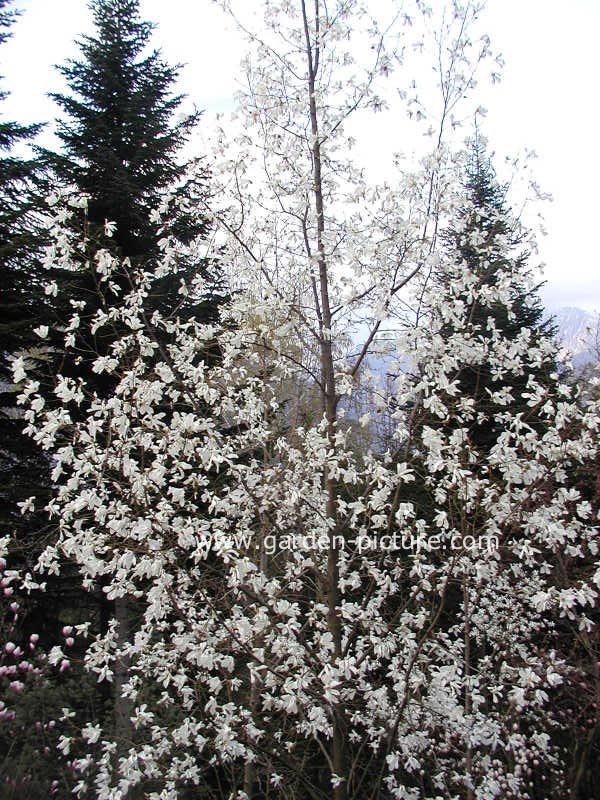 Magnolia salicifolia 'Van Veen'