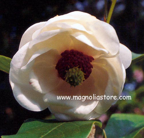 Magnolia sieboldii 'Colossus'