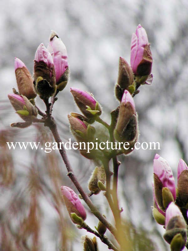 Magnolia soulangeana 'Burgundy'