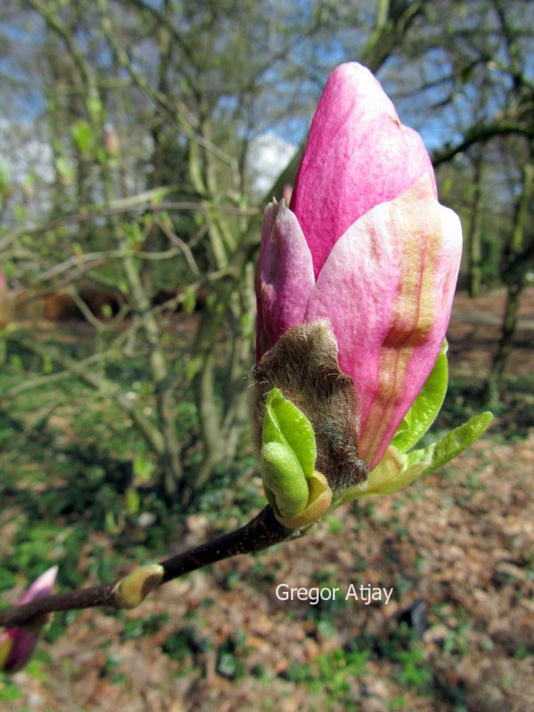 Magnolia soulangeana 'Rustica'