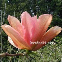 Magnolia sprengeri 'Eric Savill'