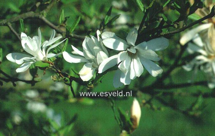 Magnolia stellata 'Centennial'