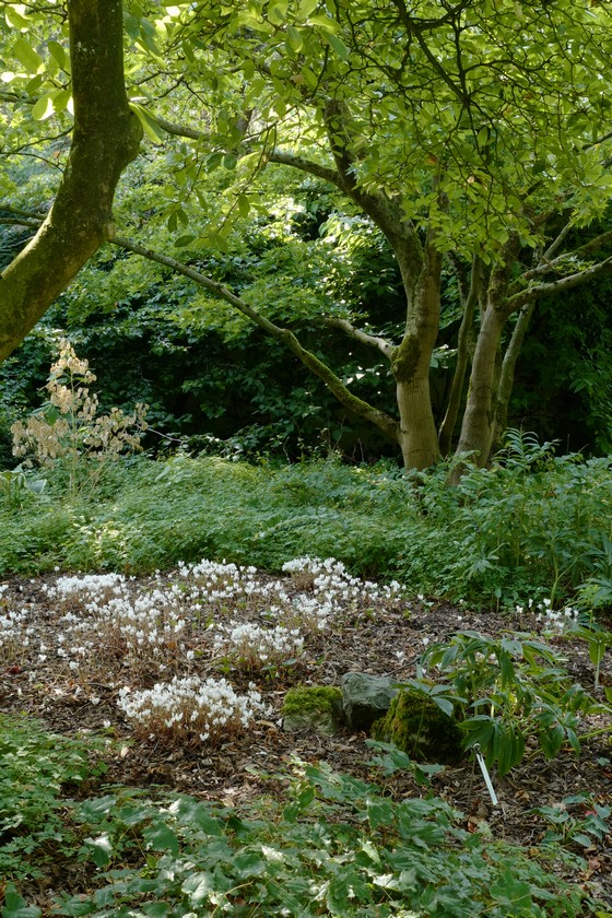 Magnolia stellata 'George Henry Kern'