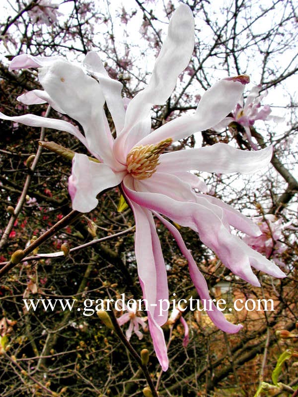Magnolia stellata 'Rubra'