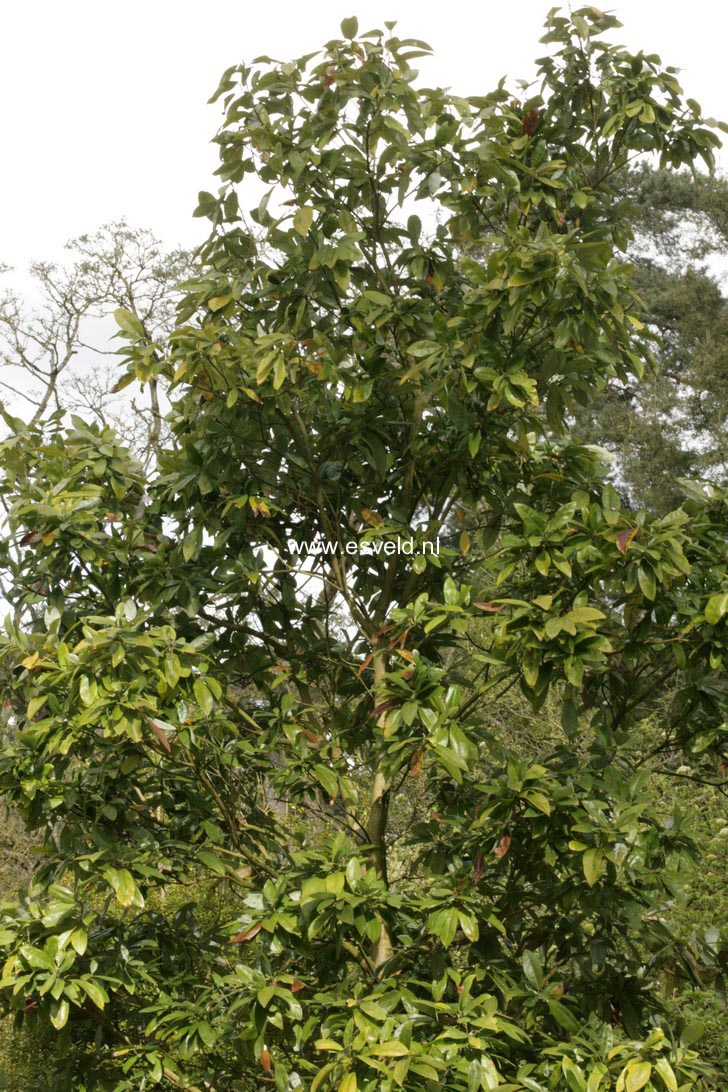 Magnolia virginiana 'Henry Hicks'