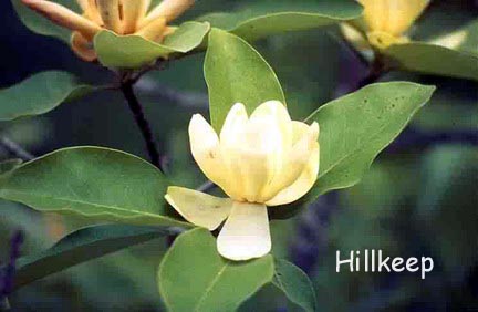 Magnolia virginiana 'Jim Wilson' (MOONGLOW)