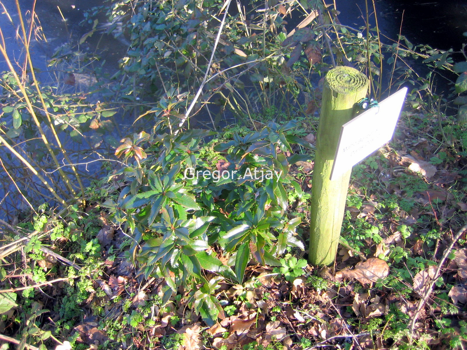 Mahoberberis 'Dart's Desire'