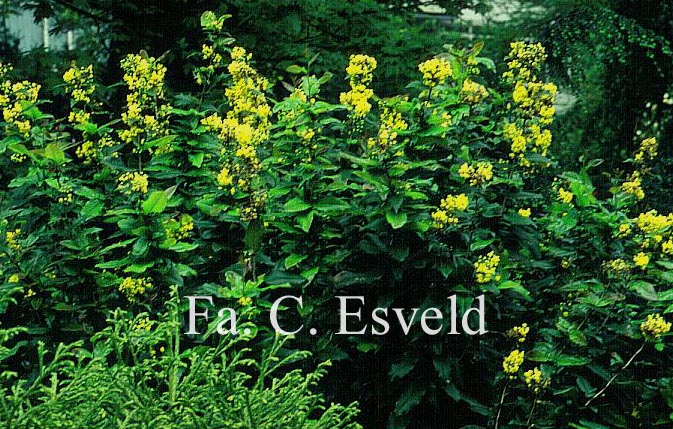 Mahoberberis miethkeana