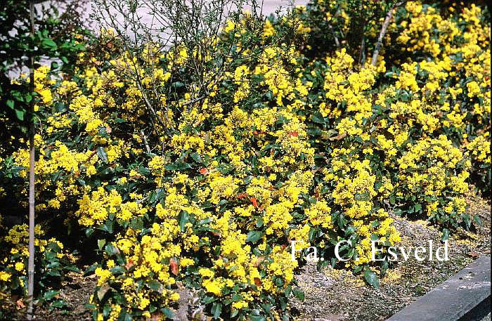 Mahonia aquifolium 'Apollo'