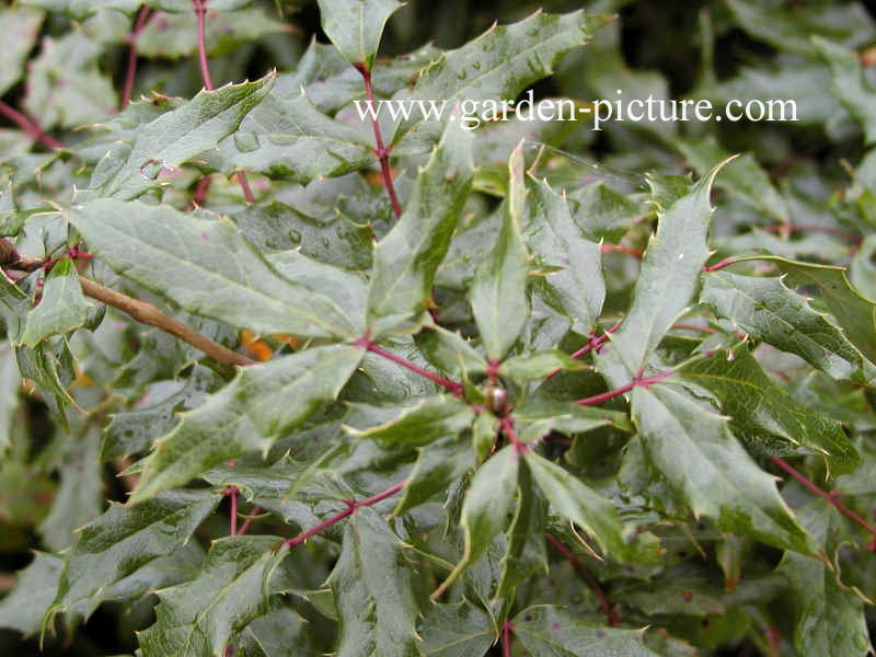Mahonia aquifolium 'Donewell'