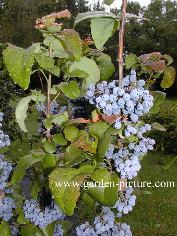 Mahonia aquifolium 'Green Ripple'