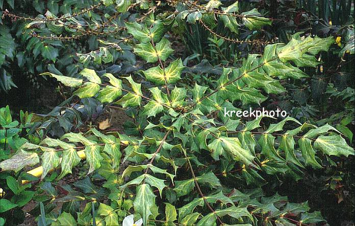 Mahonia japonica 'Hivernant'