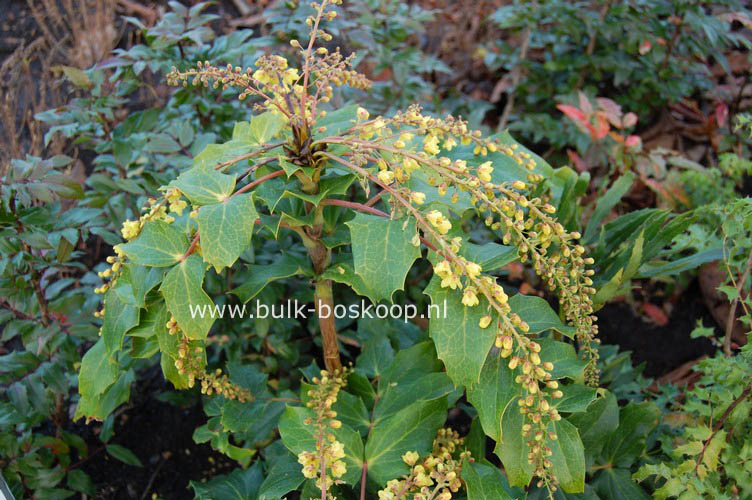 Mahonia lindsaye 'Cantab'