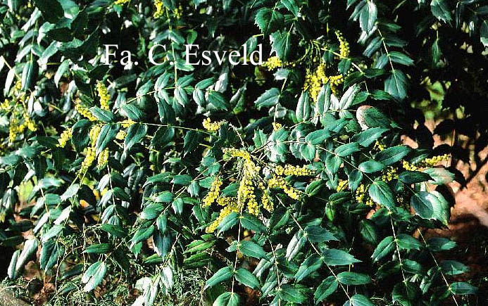 Mahonia media 'Buckland'