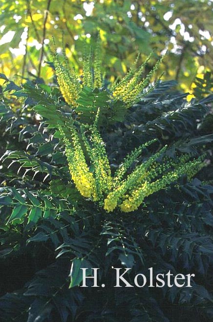 Mahonia media 'Winter Sun'