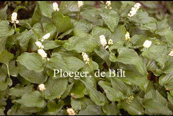 Maianthemum bifolium