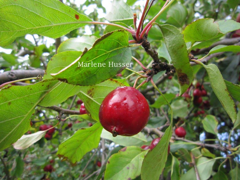 Malus 'Dolgo' (PINK GLOW)