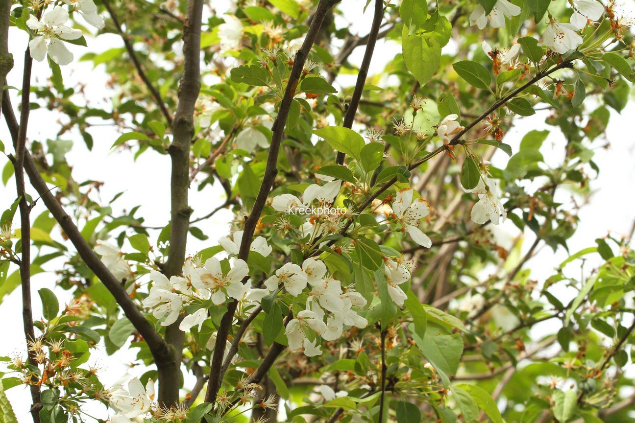 Malus 'Donald Wyman'