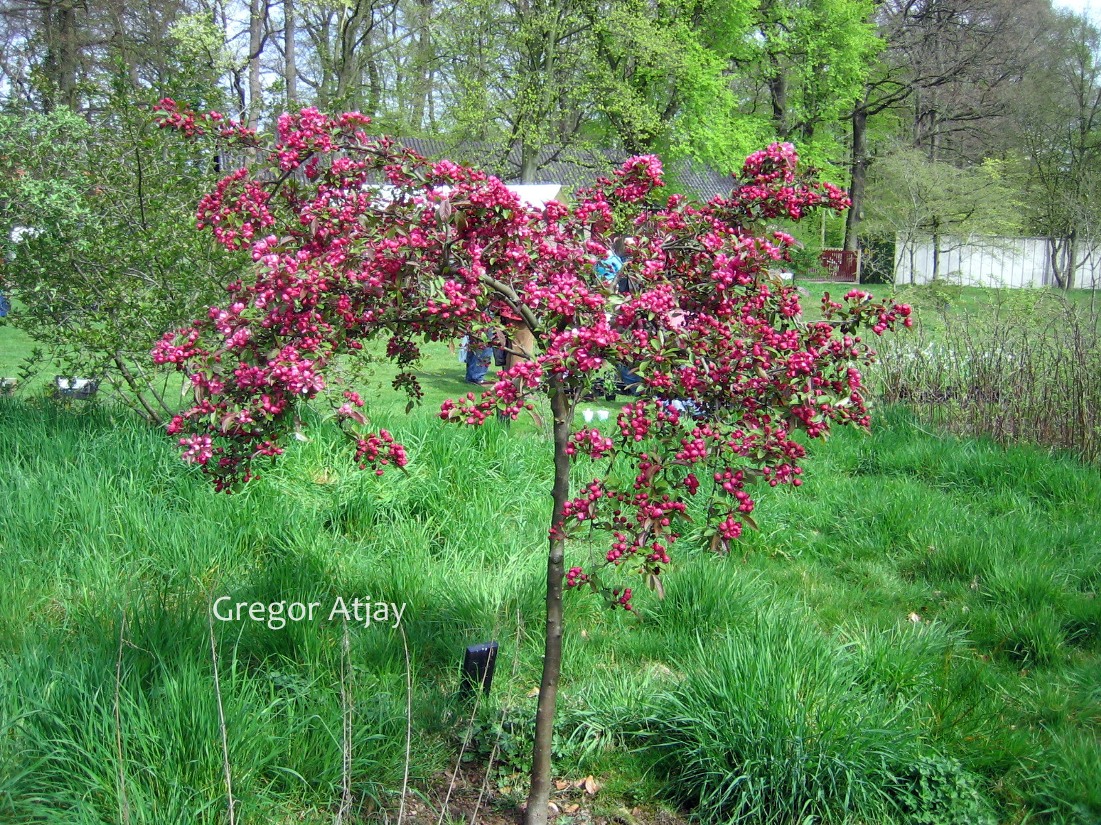 Malus 'Indian Magic'