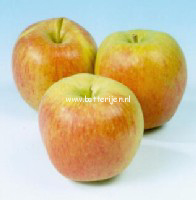 Malus domestica 'Delcorf' (DELBAND ESTIVALE)