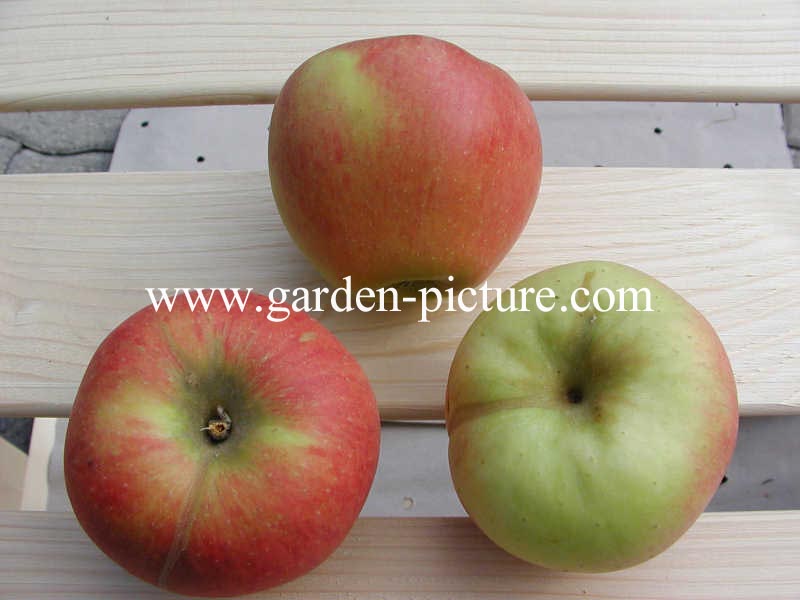 Malus domestica 'Elstar'