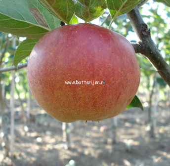 Malus domestica 'Fiesta'