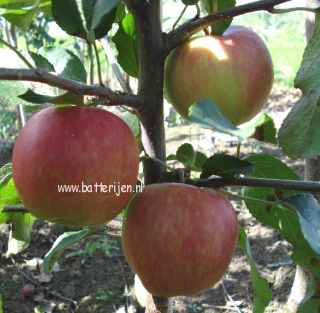 Malus domestica 'Gala'