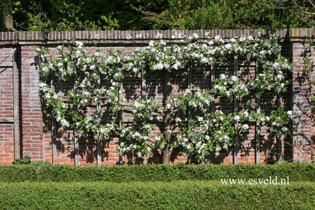 Malus domestica 'Glorie van Holland'