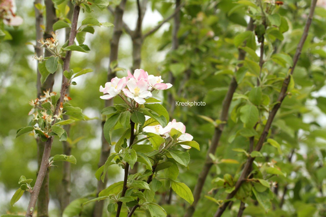 Malus domestica 'Golden Pearmain'