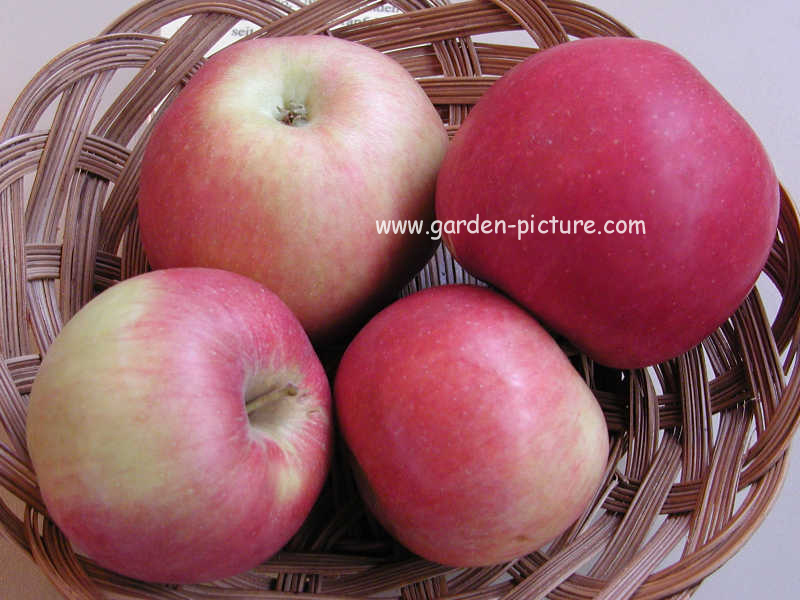 Malus domestica 'Idared'